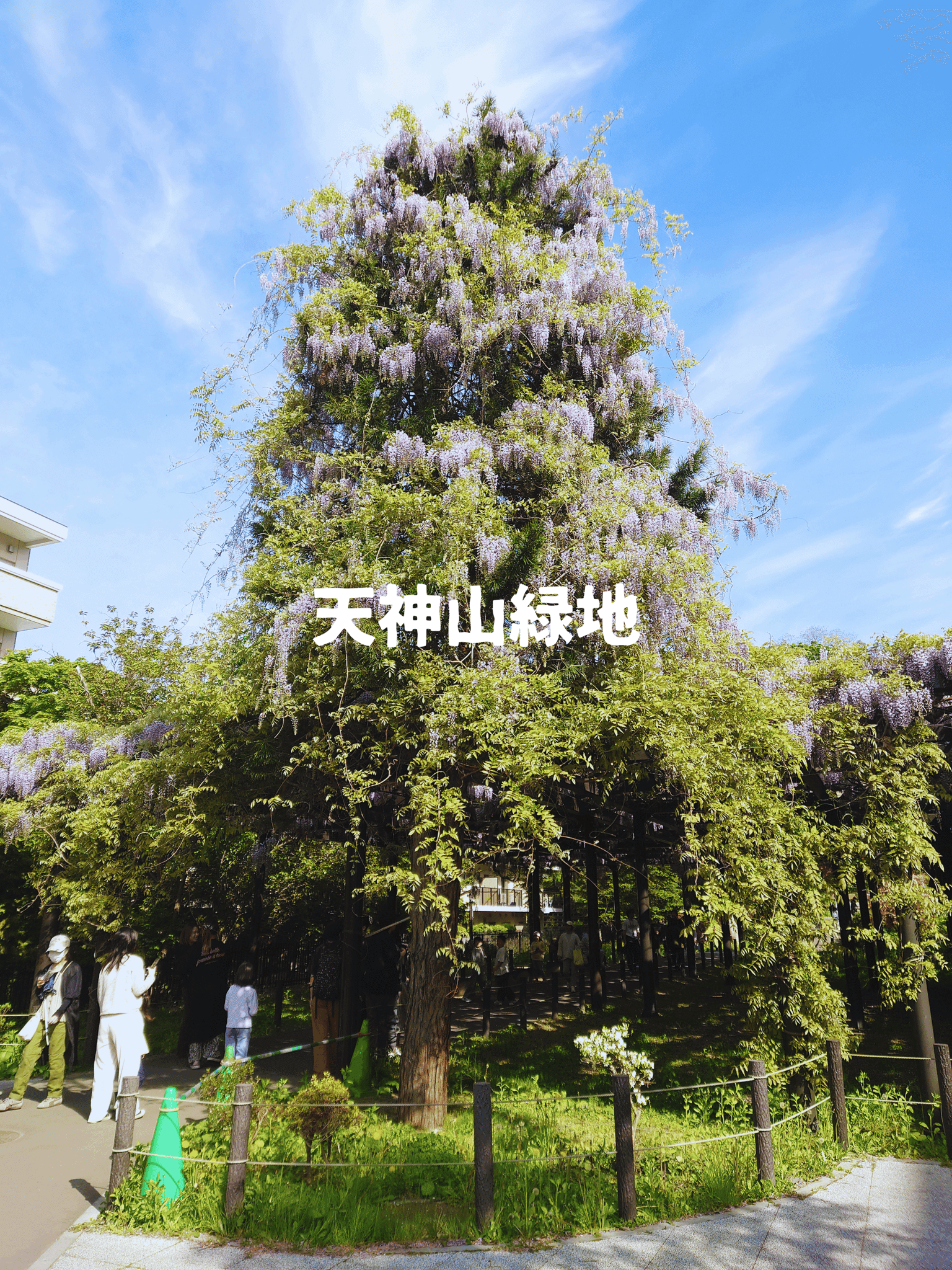 北海道最古の藤 1