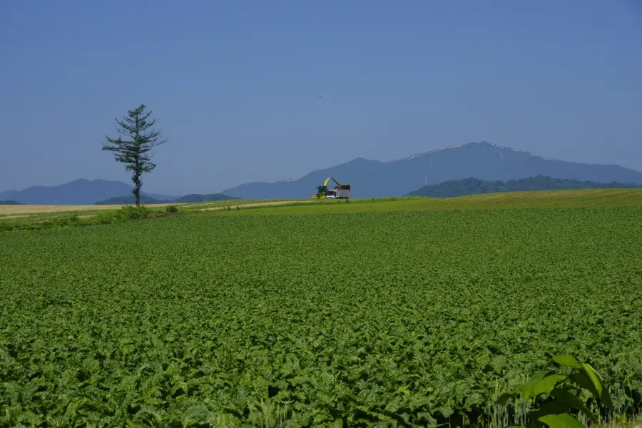 広大な畑