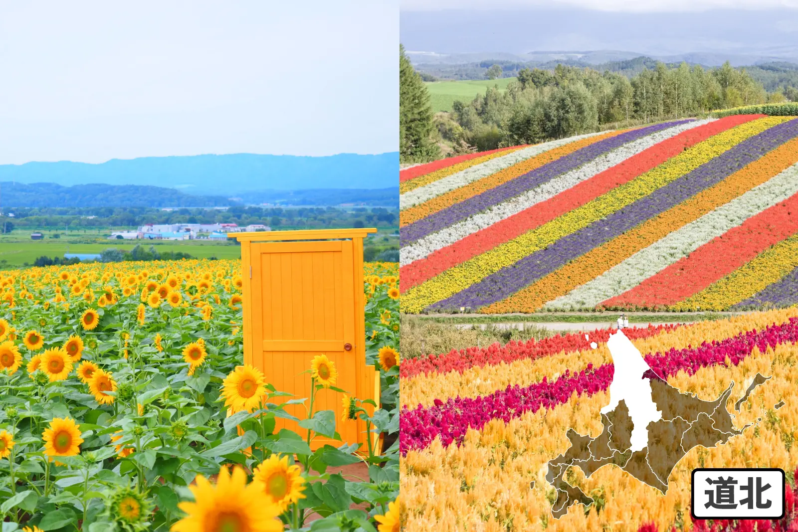 道北、2枚の花畑の写真