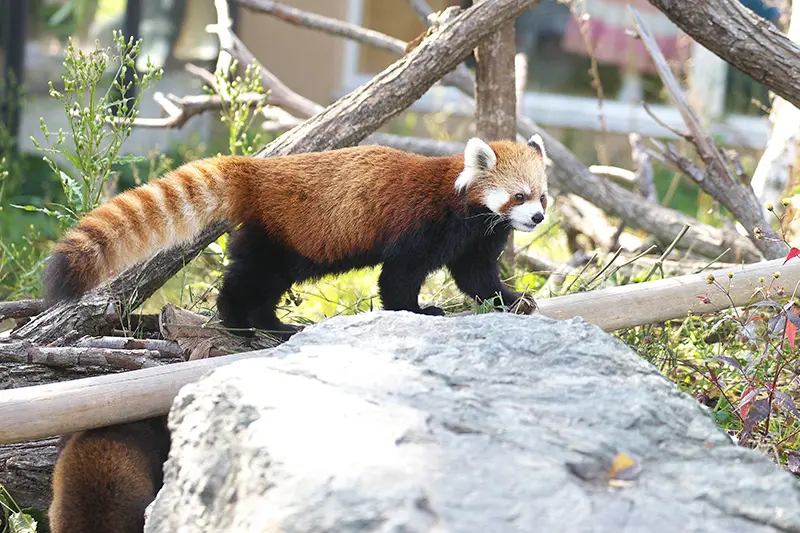 円山動物園年間パスポート