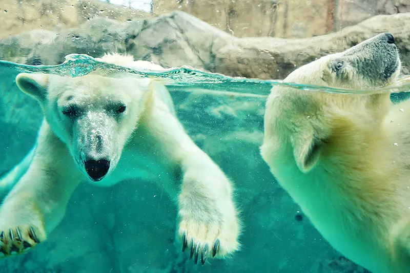 旭山動物園年間パスポート