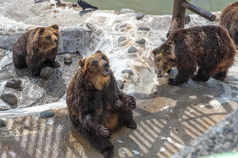 のぼりベつクマ牧場