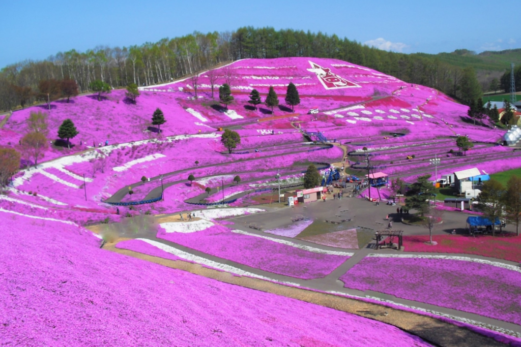 ひがしもこと芝桜公園2