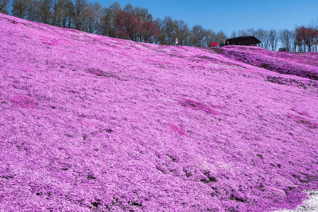 ひがしもこと芝桜公園4