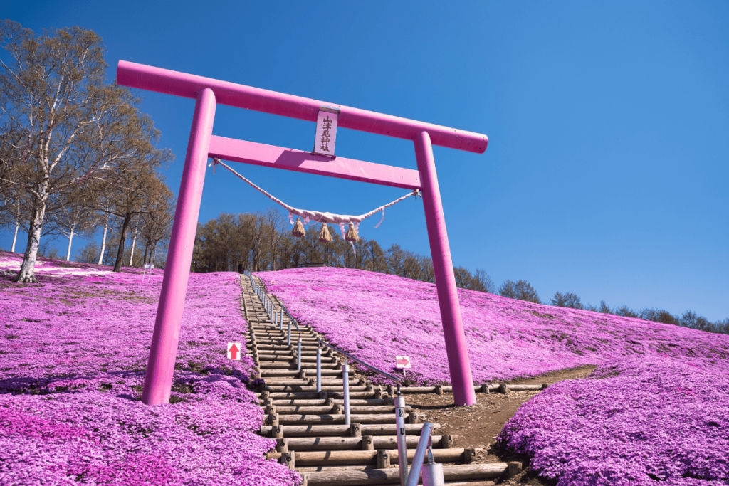 ひがしもこと芝桜公園5