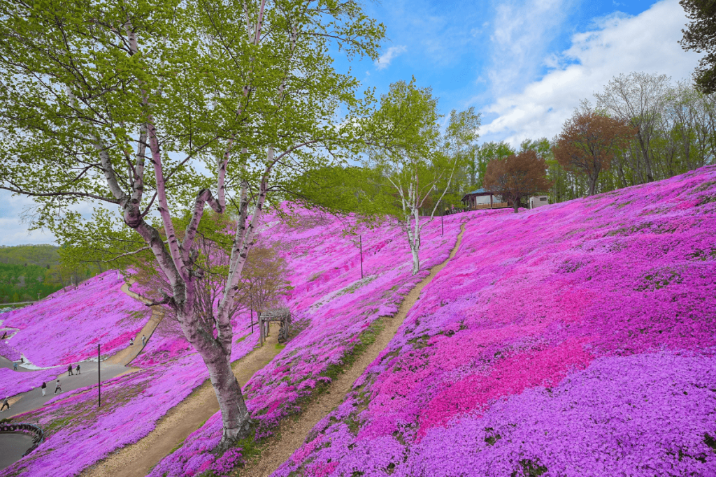 ひがしもこと芝桜公園8