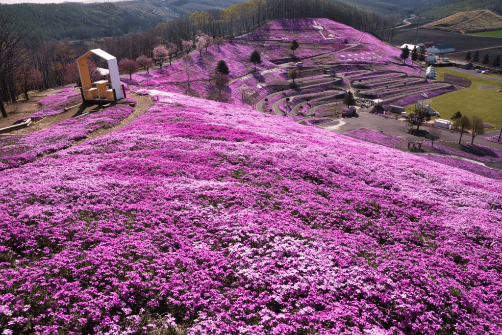ひがしもこと芝桜公園9