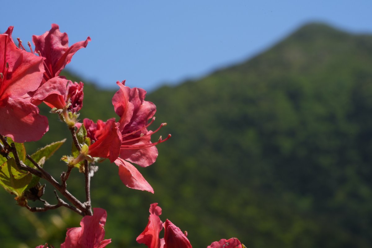 アポイ山塊に生育する高山植物