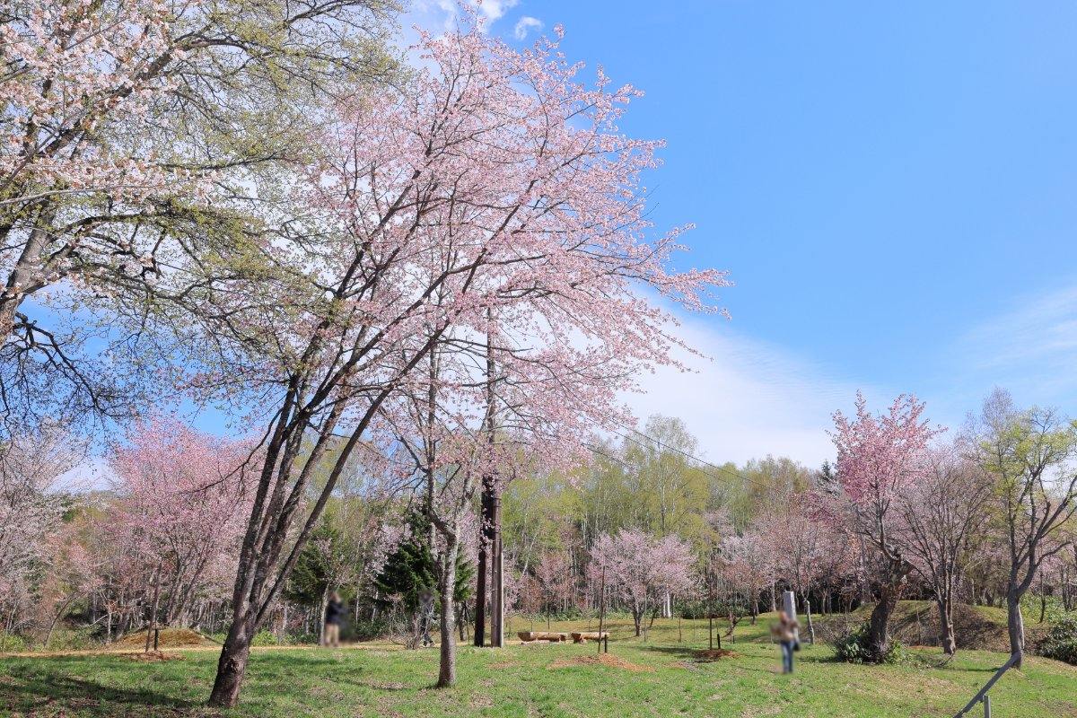 塩狩峠一目千本桜のエゾヤマザクラ