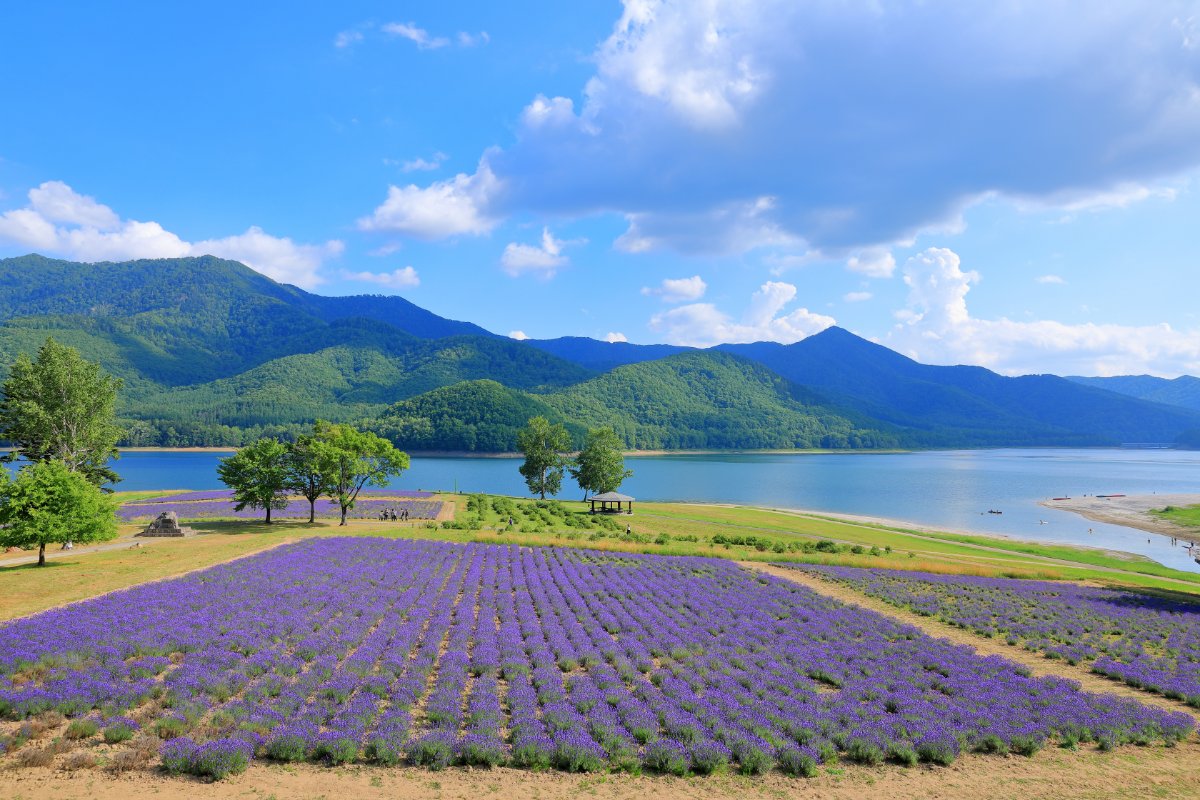 かなやま湖畔に広がるラベンダー畑