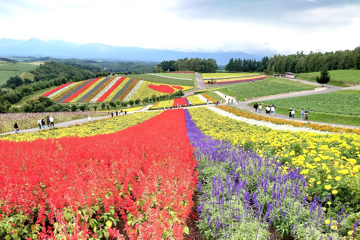 美瑛町の展望花畑 四季彩の丘に咲く花